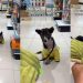 Rescue Puppy Hears a Squeaky Toy for the First Time, Learns Life Is More Than Just Survival