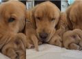 Mama Golden Retriever’s Tiny Baby Moves Closer for Snuggles Like That’s All She Needs