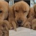 Mama Golden Retriever’s Tiny Baby Moves Closer for Snuggles Like That’s All She Needs