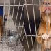 Shelter Dog Thinks She Has a Family To Call Her Own Only To Be Returned, Then This Happens