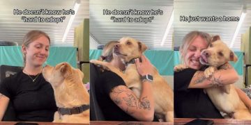 Human Hugs Rescue Dog, Showing He May Not Be Perfect, but He’s Still ‘Not Hard To Adopt’