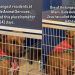 Shelter Dog Has Spent Over 600 Days Waiting for a Home Without Any Luck