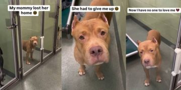 Surrendered Shelter Dog’s Longing Eyes Look for Her Forever Home