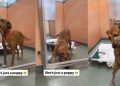Shelter Dog Gets a Rare ‘Second Chance’ Only for Her to Wait All Over Again