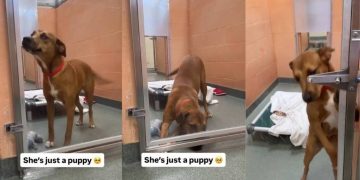 Shelter Dog Gets a Rare ‘Second Chance’ Only for Her to Wait All Over Again