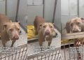 Shelter Dog on ‘Borrowed Time’ Can’t Hide Her Joy When Someone Stops To Greet Her