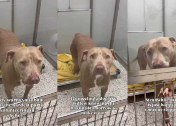 Shelter Dog on ‘Borrowed Time’ Can’t Hide Her Joy When Someone Stops To Greet Her