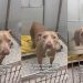 Shelter Dog on ‘Borrowed Time’ Can’t Hide Her Joy When Someone Stops To Greet Her