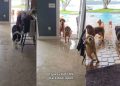 Human Returns Home to Witness Golden Retrievers’ Poolside Chaos