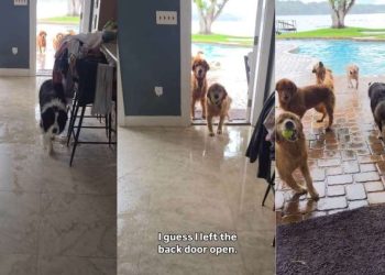 Human Returns Home to Witness Golden Retrievers’ Poolside Chaos