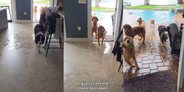 Human Returns Home to Witness Golden Retrievers’ Poolside Chaos