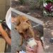 Senior Shelter Dog With Special Needs Gets a Well-Deserved Breather