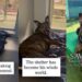 Shelter Dog Spends Over 1000 Days Waking up in the Same Kennel, Waiting for a Home