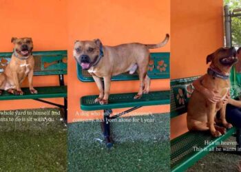 Shelter Dog Sits Alone on a Yard Bench, Longing for Someone to Call His Own
