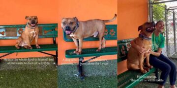 Shelter Dog Sits Alone on a Yard Bench, Longing for Someone to Call His Own