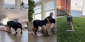 Rescue Dog Found as a Stray Refuses To Leave Home at Night, Fearing What Might Happen Next