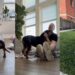 Rescue Dog Found as a Stray Refuses To Leave Home at Night, Fearing What Might Happen Next