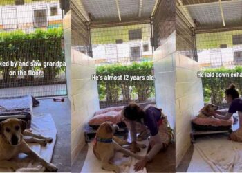 Human Finds Shelter Dog Lying on the Floor Only To Learn of His Heartbreaking Past
