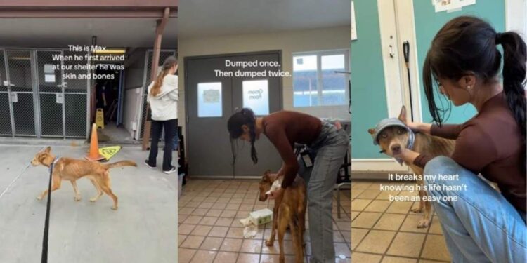Shelter Dog Who Is Just ‘Skin & Bones’ Got His Happy Ending, but Not for Long