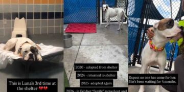Human’s Heart Breaks for Shelter Dog Returned Again When She Thought She’d Found Her Forever
