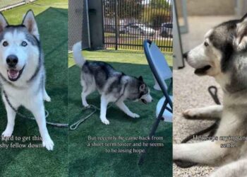Shelter Dog Cries a Desperate Plea for Help, Hoping Someone Would See His Worth