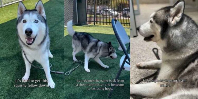 Shelter Dog Cries a Desperate Plea for Help, Hoping Someone Would See His Worth