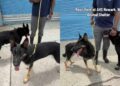Shelter Dogs Were Once ‘Loyal Companions,’ but Are Now Stuck in the Kennel
