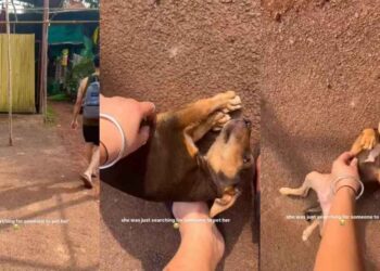 Stray Pup Just Wants Belly Rubs, & What She Does Next Proves She Loves Humans