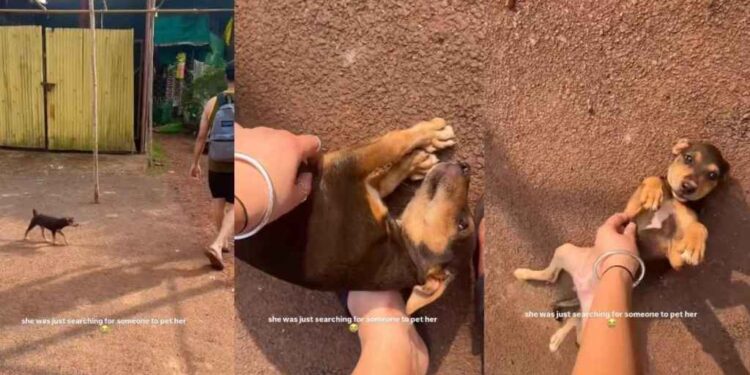 Stray Pup Just Wants Belly Rubs, & What She Does Next Proves She Loves Humans