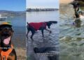 Dog Proves Sometimes All We Need to Face Our Fears Is a Little Time