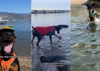 Dog Proves Sometimes All We Need to Face Our Fears Is a Little Time
