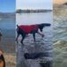 Dog Proves Sometimes All We Need to Face Our Fears Is a Little Time