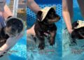 Tiny Puppy’s First Time Swimming in the Pool Goes Better Than Expected With a Little Help