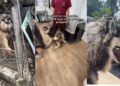 Rescue Pup Spent His Life in a Tiny Cage, Hiding a Story More Heartbreaking Than It Seems
