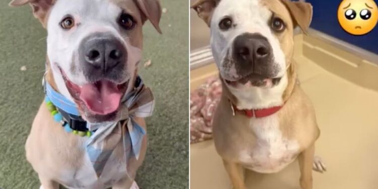 Human Tells Shelter Dog Nobody Came for Him Again & Watches His Heart Break a Little More