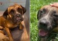 Human Meets Shelter Dog Running Out of Time, Left Behind by Only Family She Ever Knew