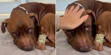Human Meets Rescue Dog Curled up in a Bed, Unaware the Clock on His Life Has Stopped Ticking