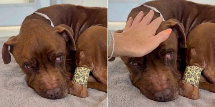 Human Meets Rescue Dog Curled up in a Bed, Unaware the Clock on His Life Has Stopped Ticking