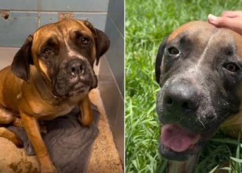 Human Meets Shelter Dog Running Out of Time, Left Behind by Only Family She Ever Knew