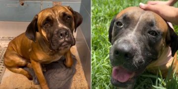 Human Meets Shelter Dog Running Out of Time, Left Behind by Only Family She Ever Knew