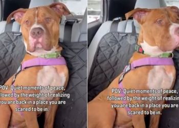 Rescue Dog Realizes He’s Back in the Shelter That Terrifies Him After Brief Moments Outside