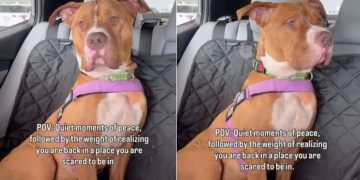 Rescue Dog Realizes He’s Back in the Shelter That Terrifies Him After Brief Moments Outside