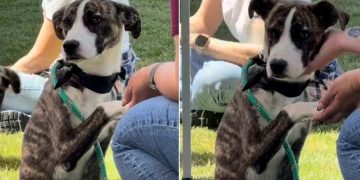 Shelter Puppy Who Watched Other Dogs Go Home Finally Gets Rescued