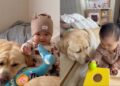 Human Realizes Big Dog Has Always Known Little Baby’s Love, Even Without Words
