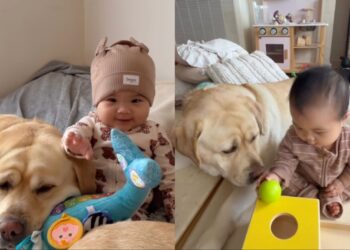 Human Realizes Big Dog Has Always Known Little Baby’s Love, Even Without Words