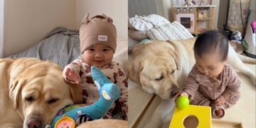 Human Realizes Big Dog Has Always Known Little Baby’s Love, Even Without Words