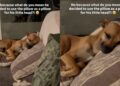 Dog Decides To Use the Pillow for His ‘Little Head,’ Leaves Human Completely Speechless