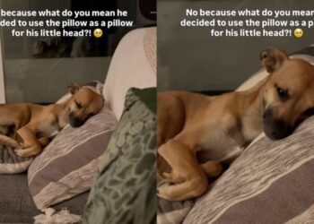 Dog Decides To Use the Pillow for His ‘Little Head,’ Leaves Human Completely Speechless