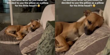 Dog Decides To Use the Pillow for His ‘Little Head,’ Leaves Human Completely Speechless