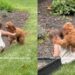 Dog Chases Toddler in the Backyard Until She Falls, Then Comforts Her With Sweet Kisses